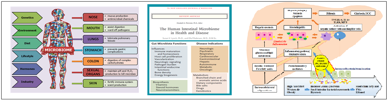 Effects and Expectations of Basic Research on Gastrointestinal Diseases